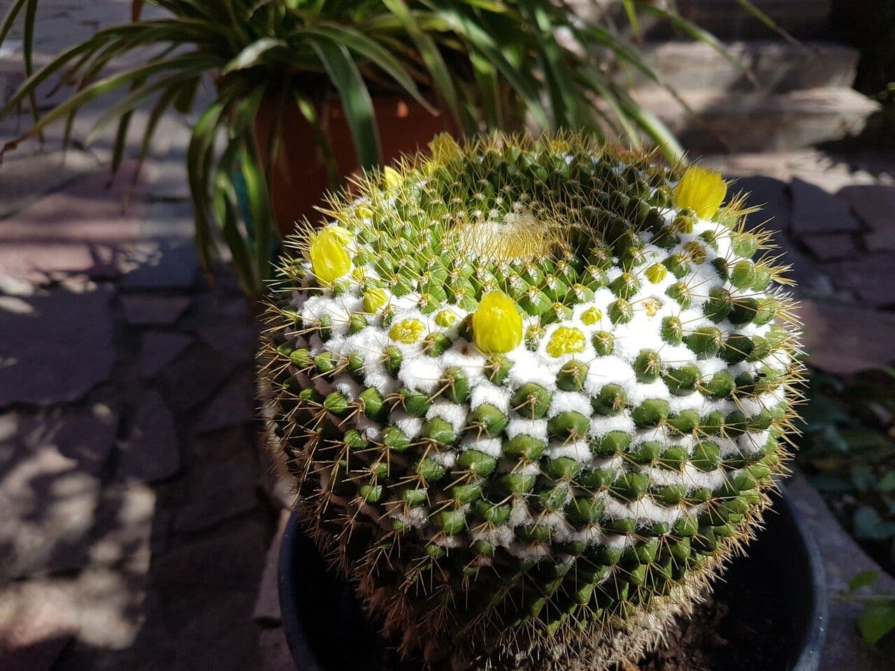 Mammillaria 2