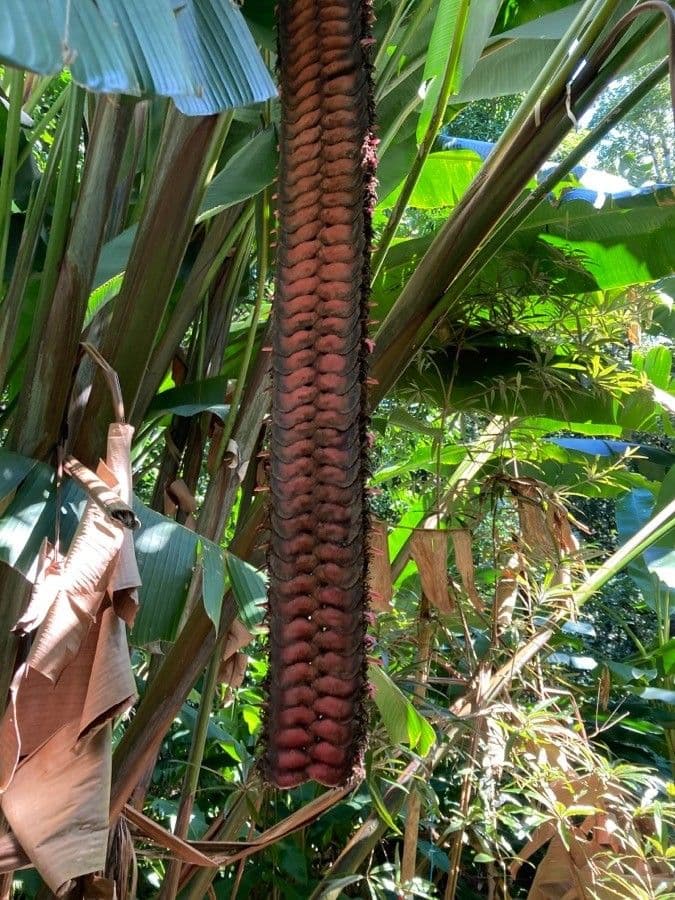 Heliconia 4