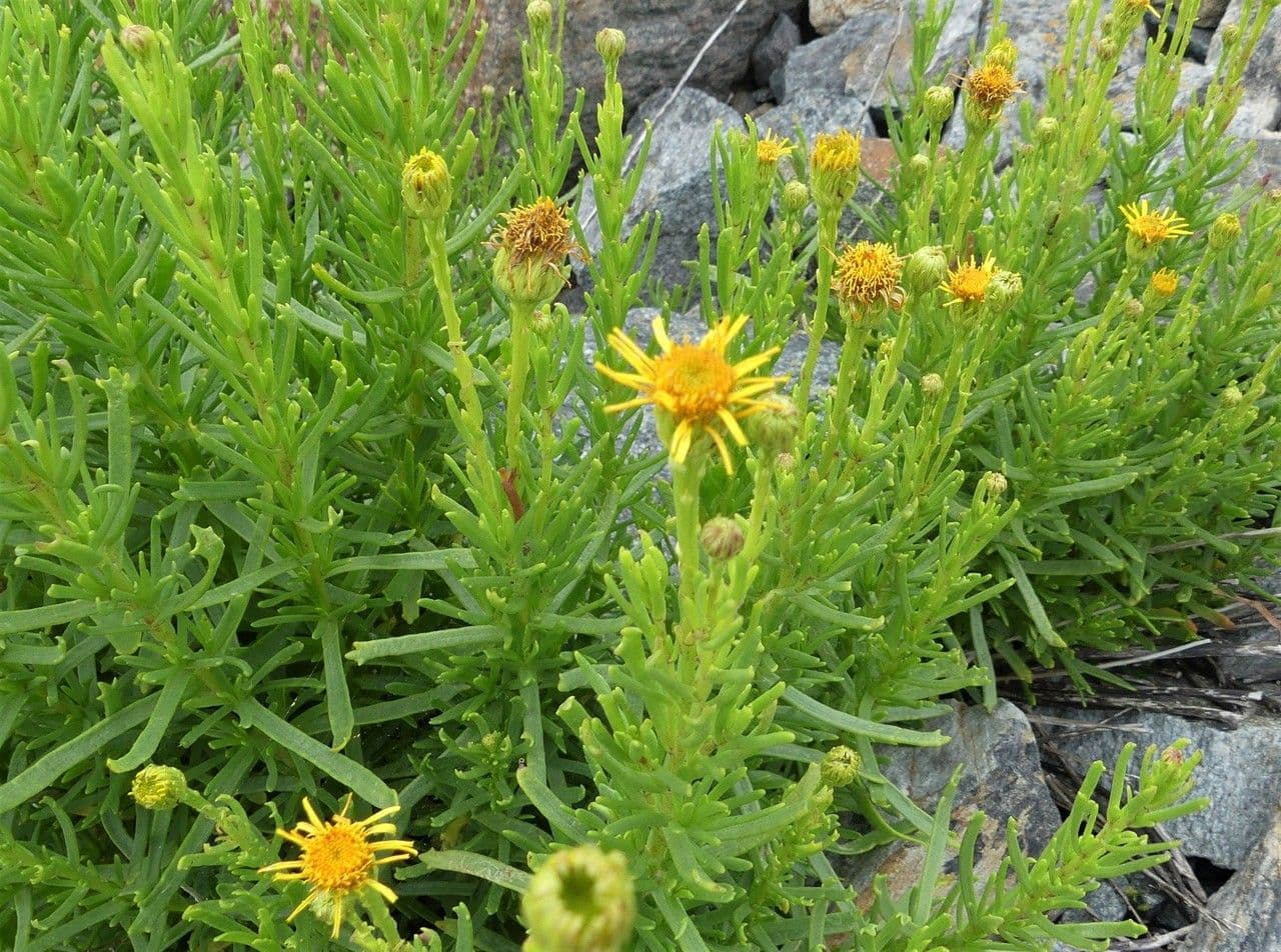 Limbarda crithmoides 28