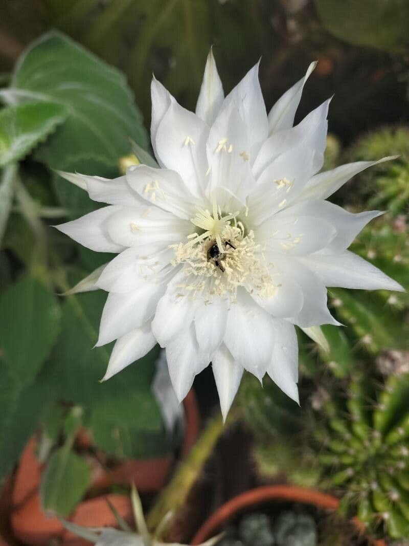 Echinopsis 5