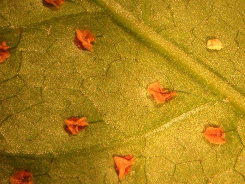 Tektaria wcinana 2
