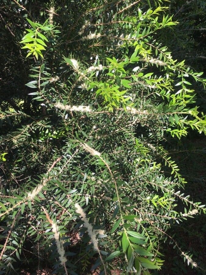 Myrciaria delicata 3