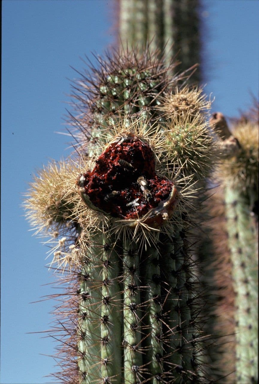 Cactus organo 3