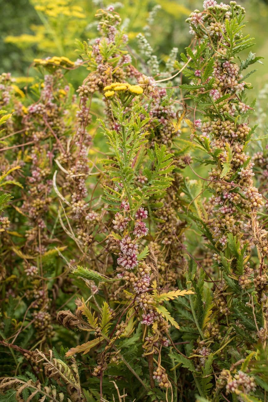 Cuscuta 13