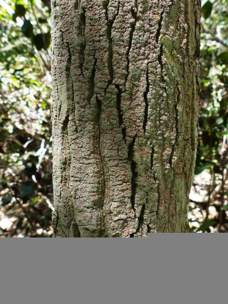Planchonella 9