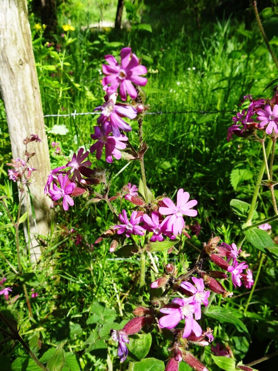 Silene dioica 30