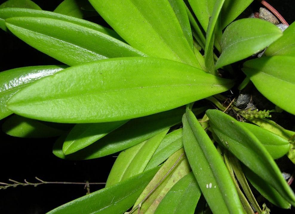 Scaphosepalum 5