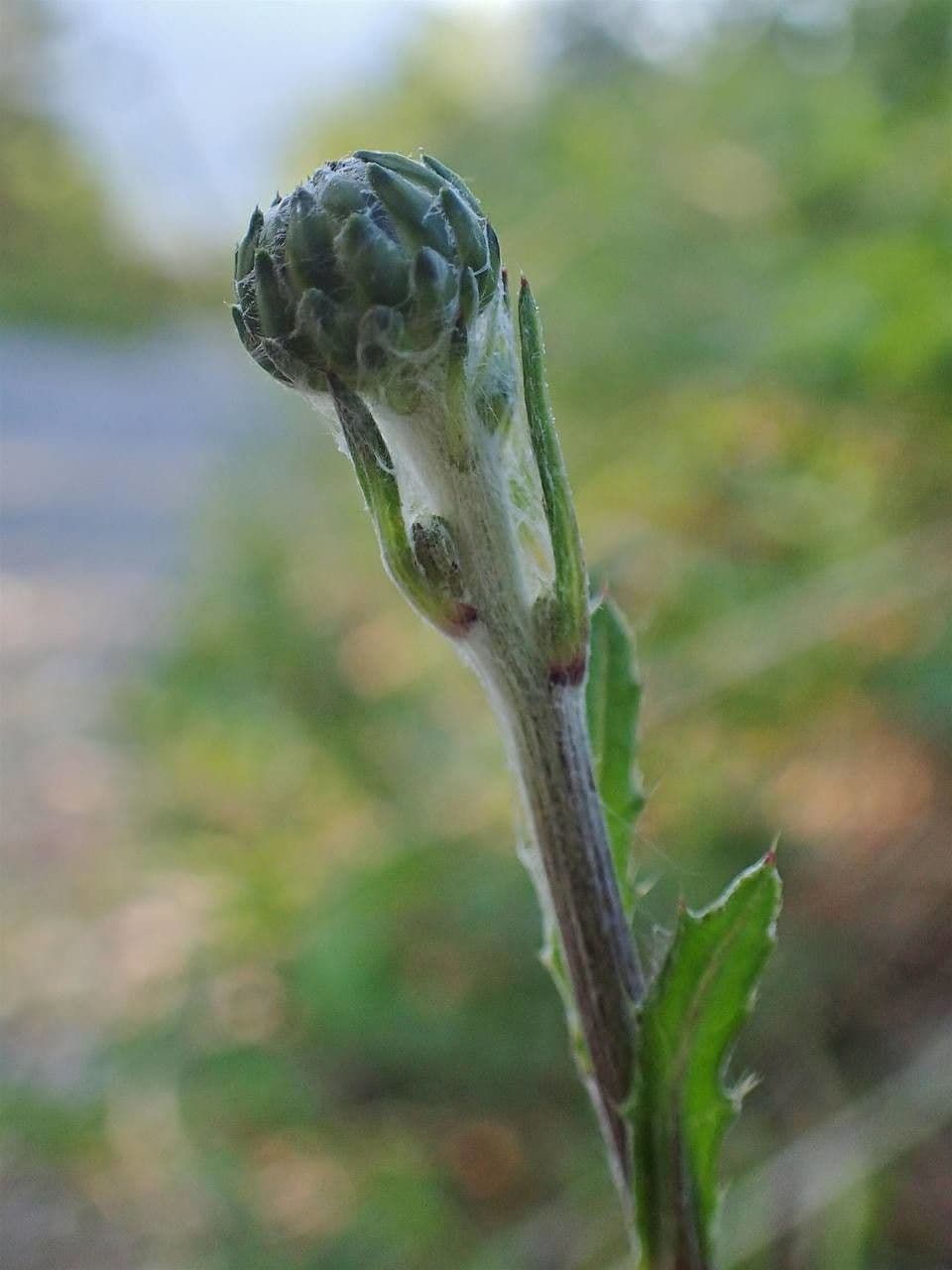 Knollen-Distel 5