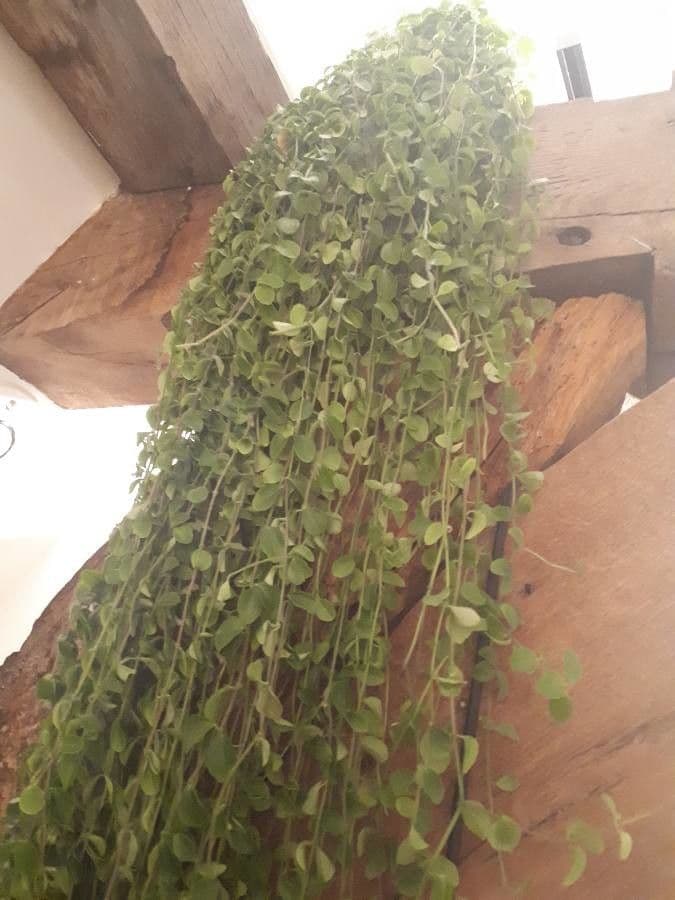 Dischidia 8