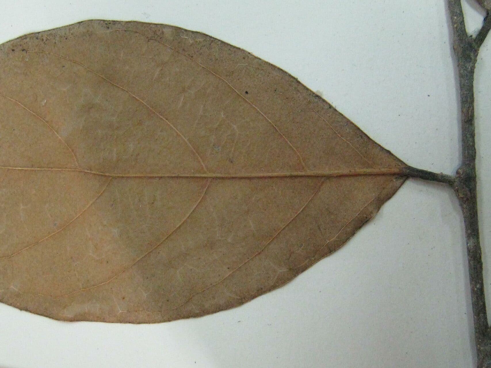 Licania 6
