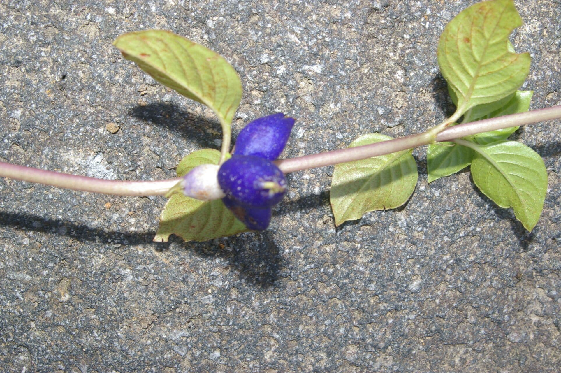Coccocypselum 13