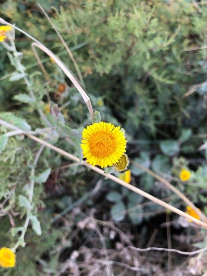 Pulicaria odora 5