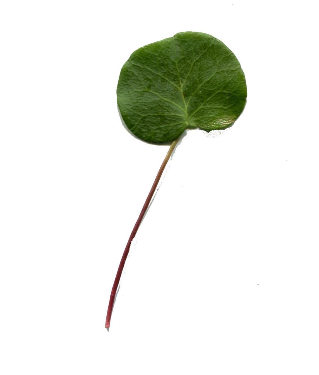Soldanella comune 16