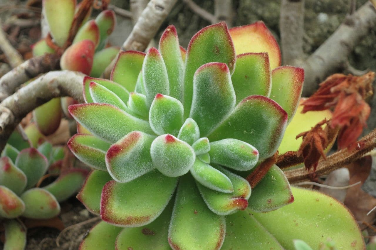 Echeveria 25