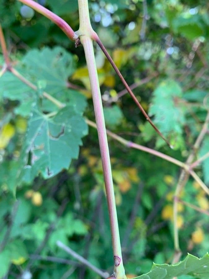 Vitis aestivalis 24