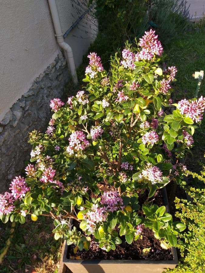 Rote Escallonie 27
