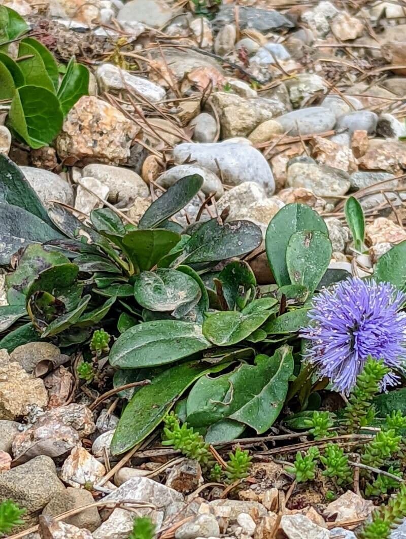 Koulenka bezstvolá 15