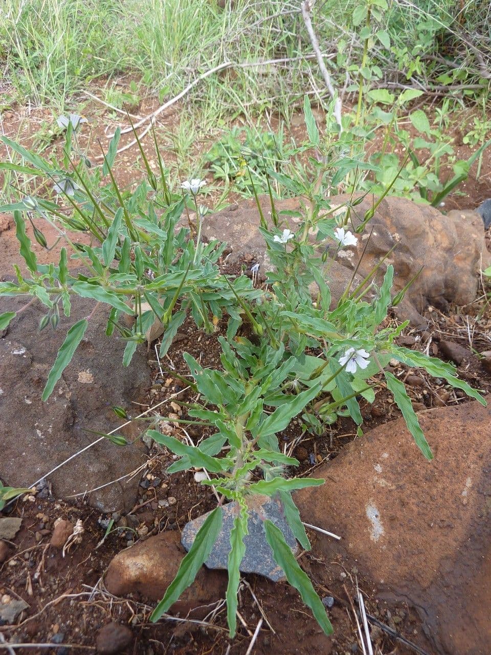 Schmalblättrige Monsonia 11