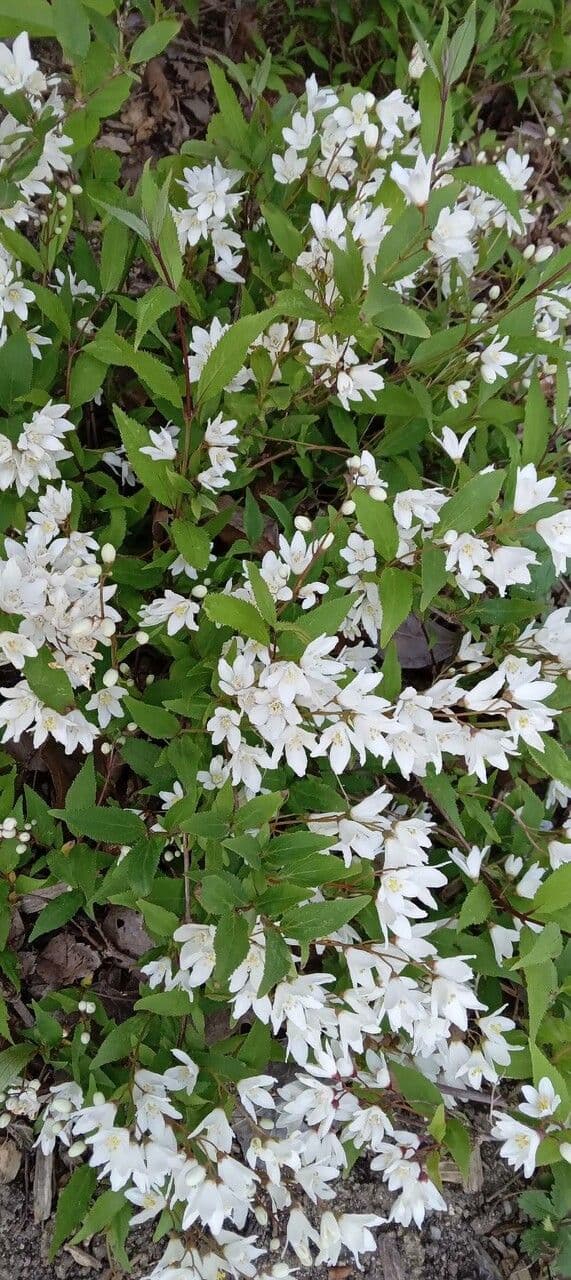 Deutzia 9