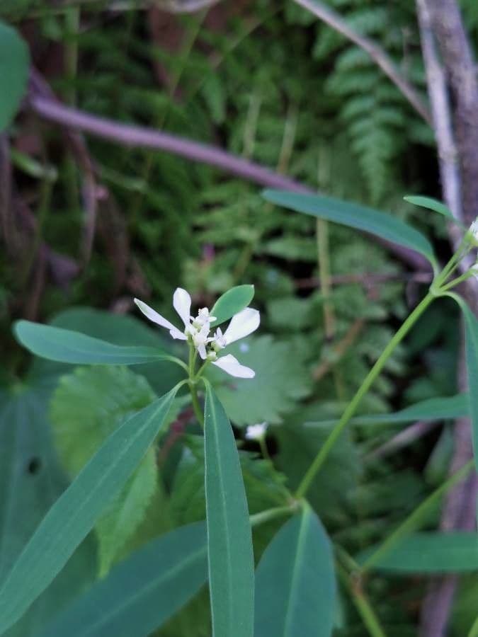 Pryšec