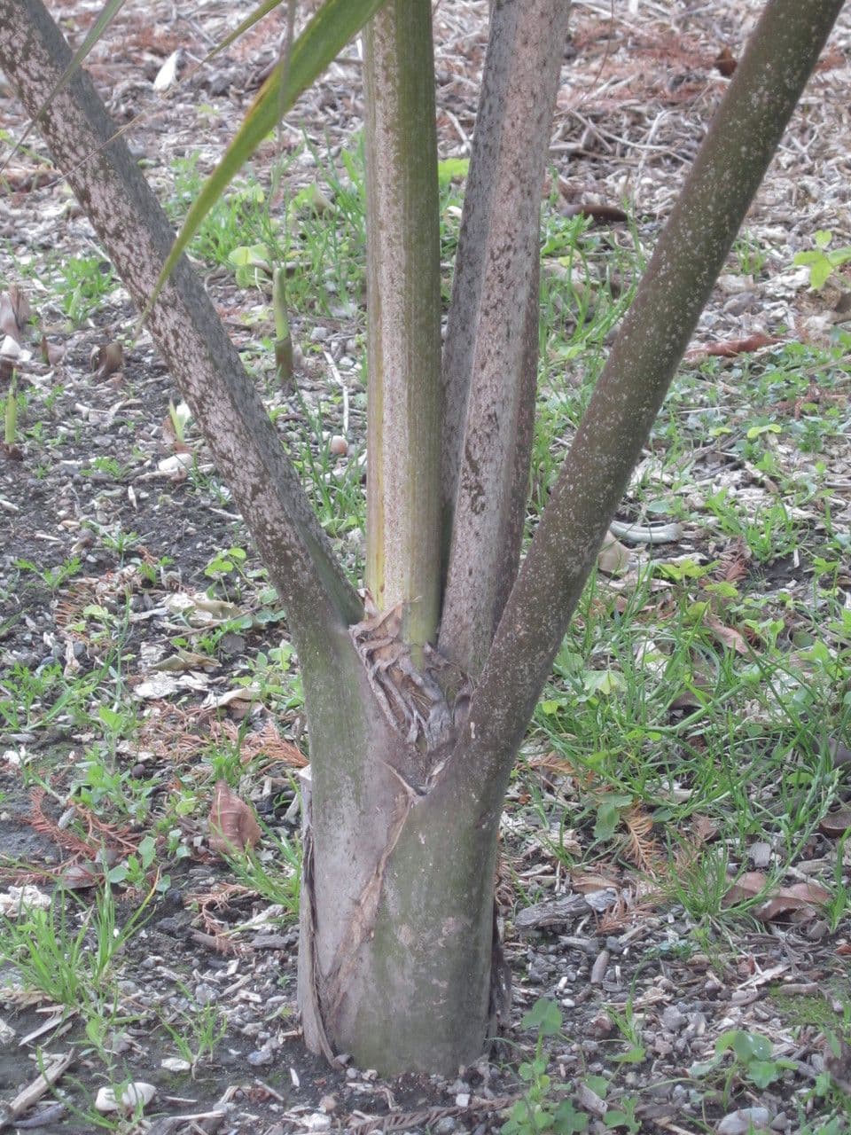 Kentiopsis 19