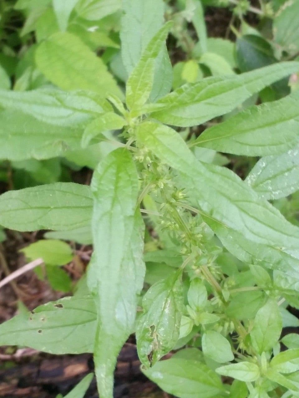 Parietaria pensilvanica 17