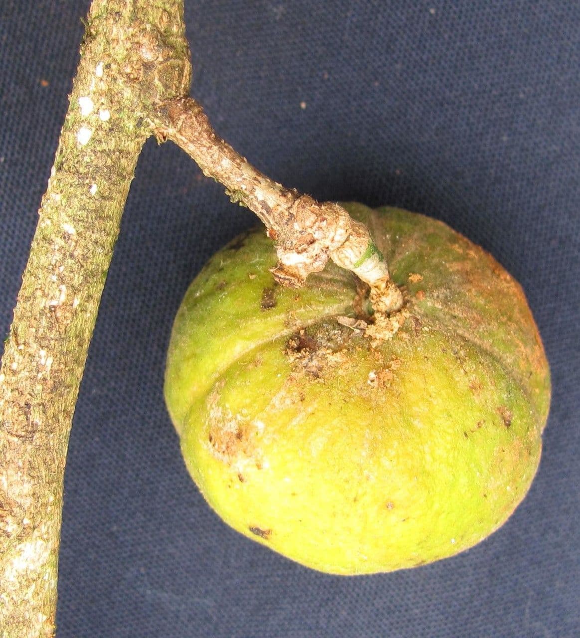 Casearia 3