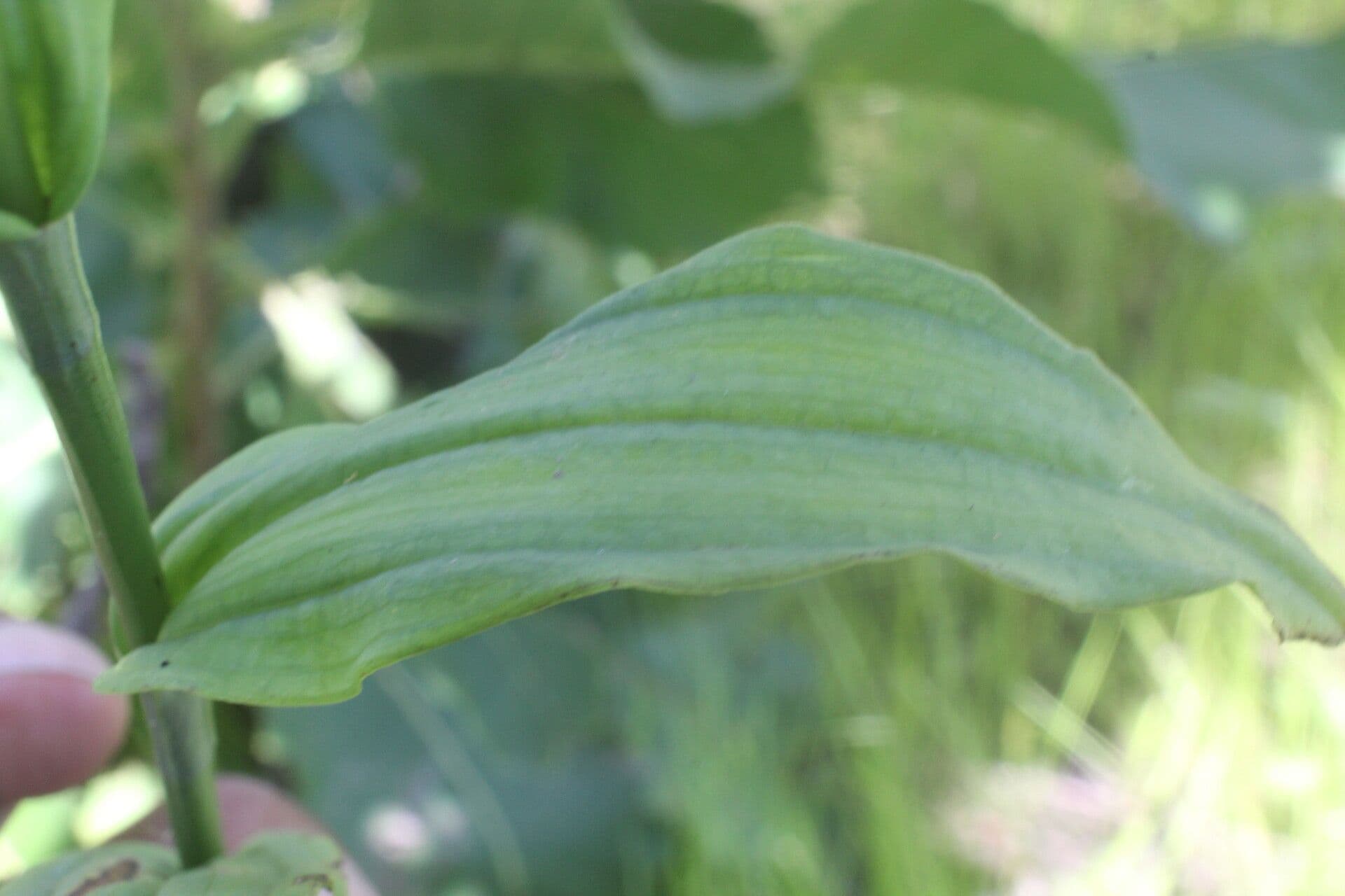 Habenaria 3