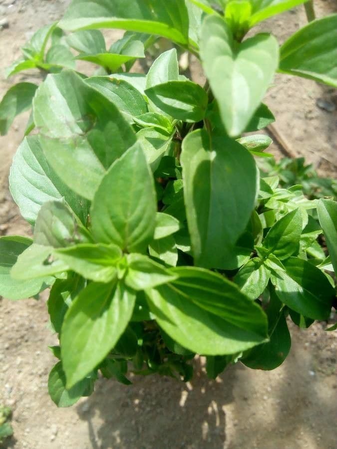 Basilico 15