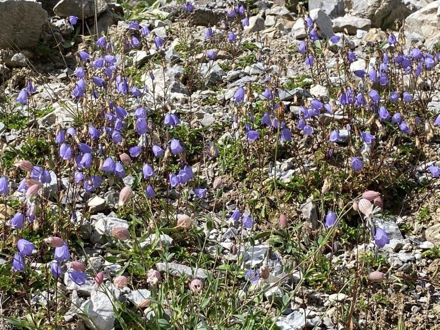 Zwerg-Glockenblume 25