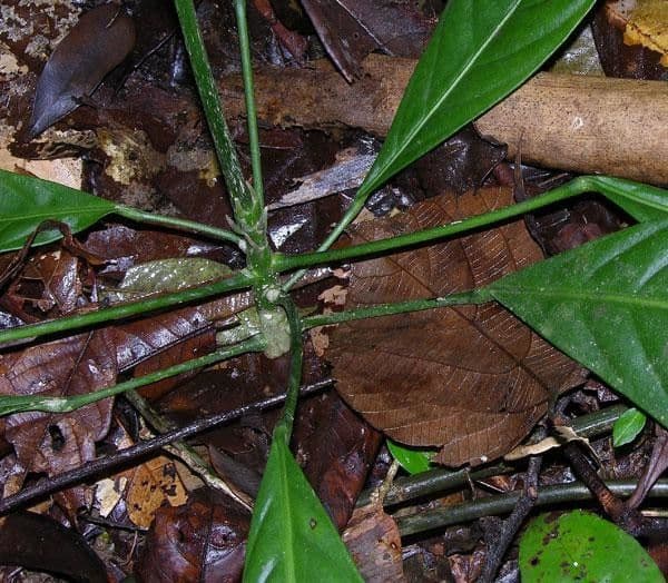 Toxosiphon 3