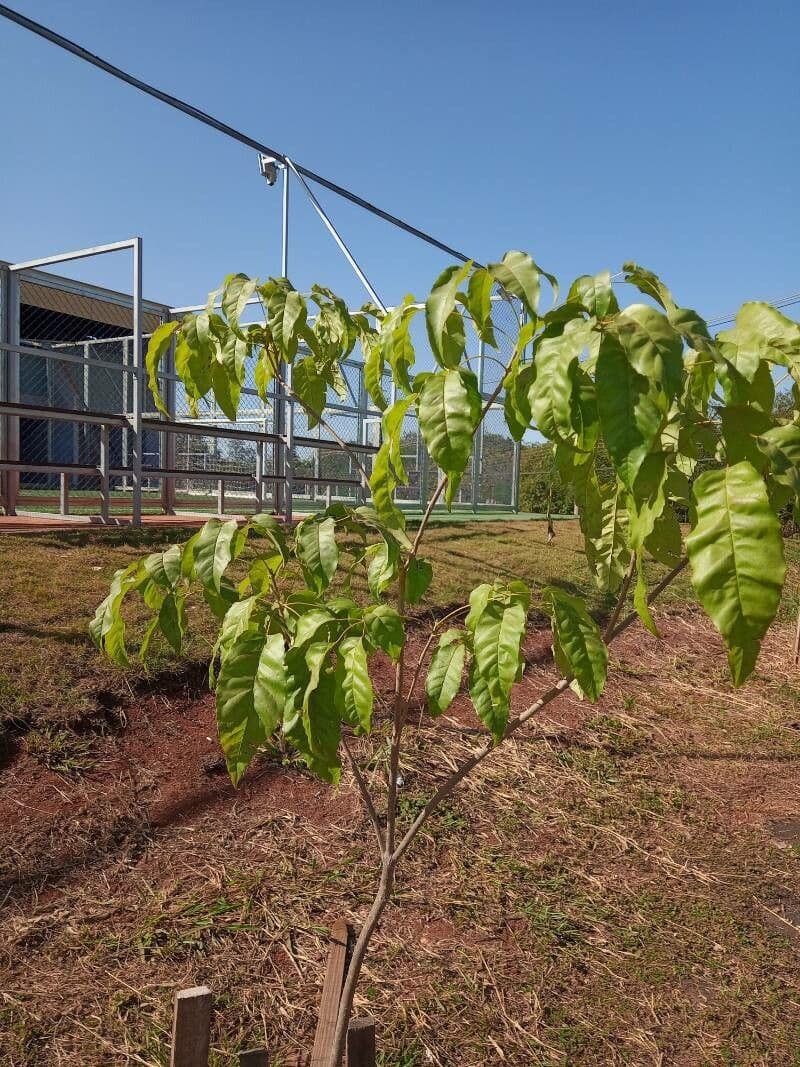Croton 9