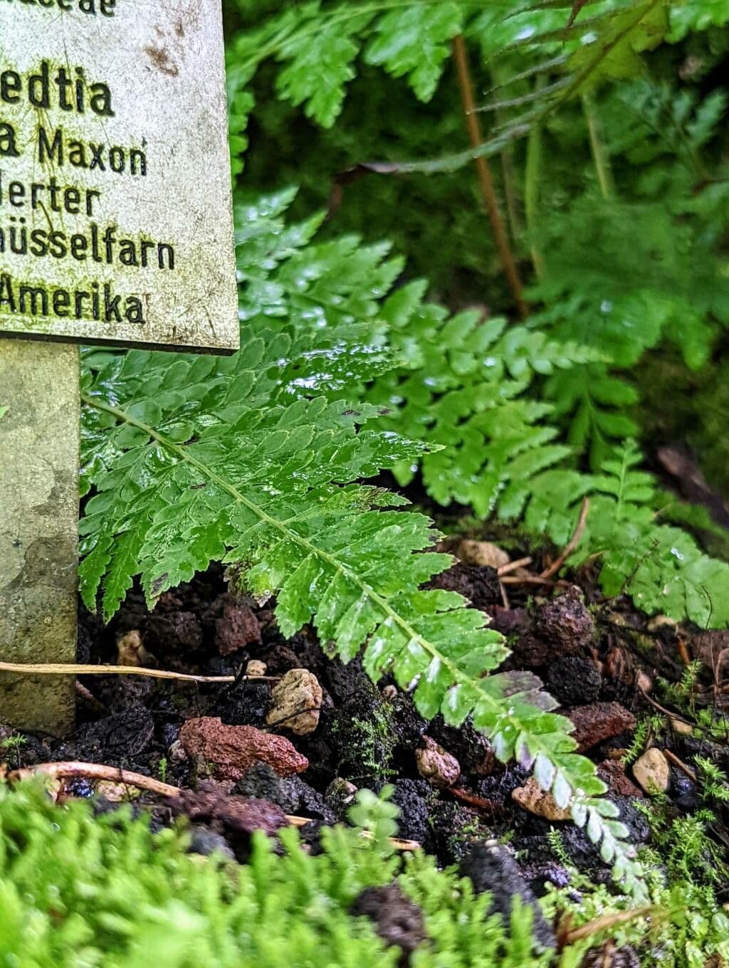 Dennstaedtia 2
