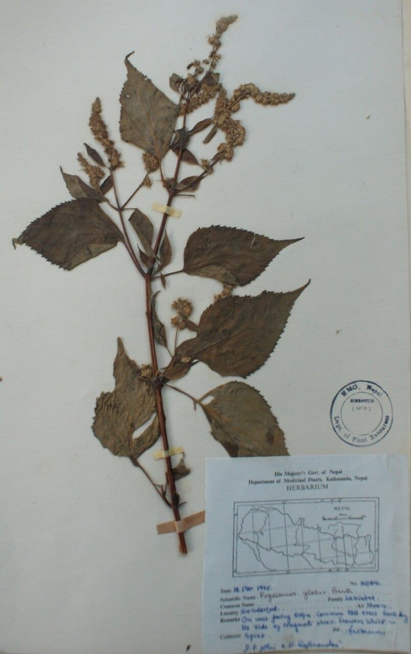 Pogostemon 5