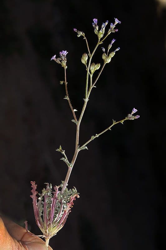 Gilia 3
