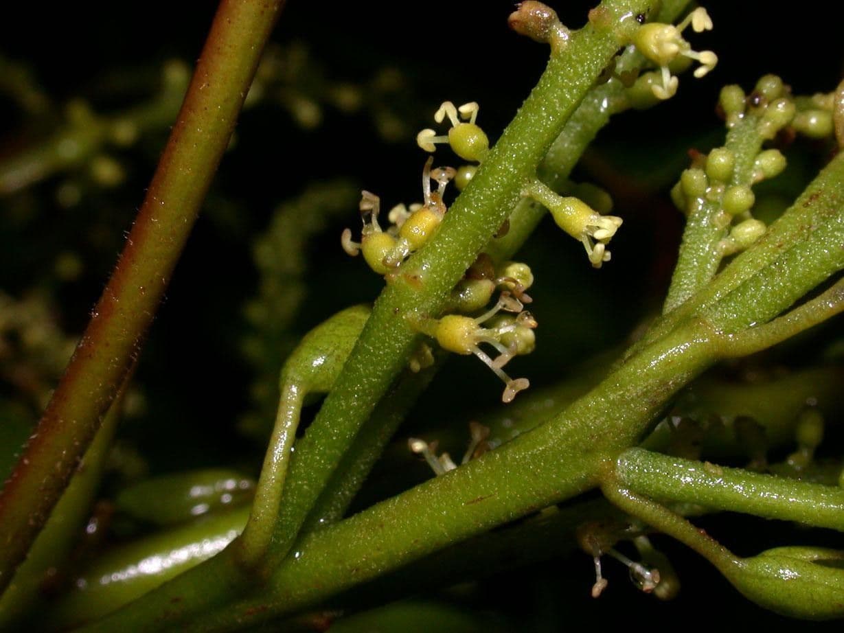 Hieronyma alchorneoides 2