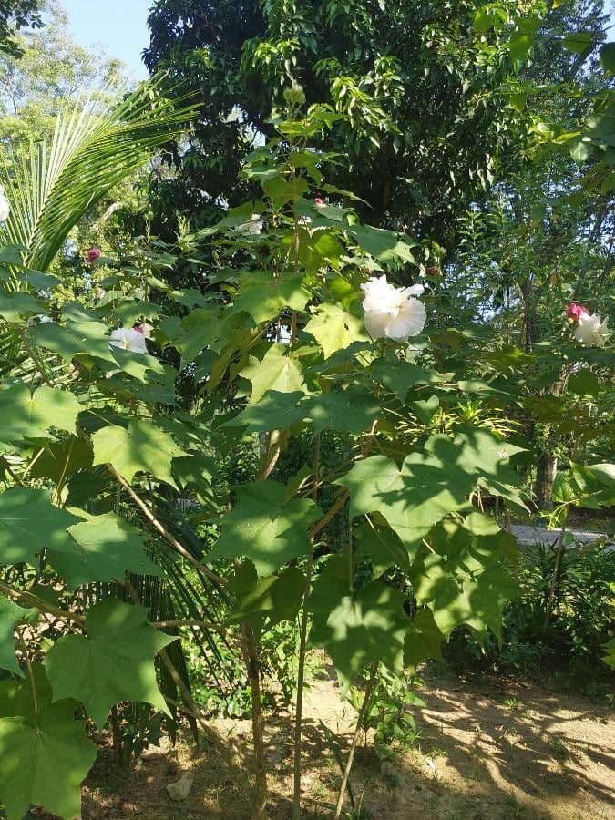 Ibišek 17