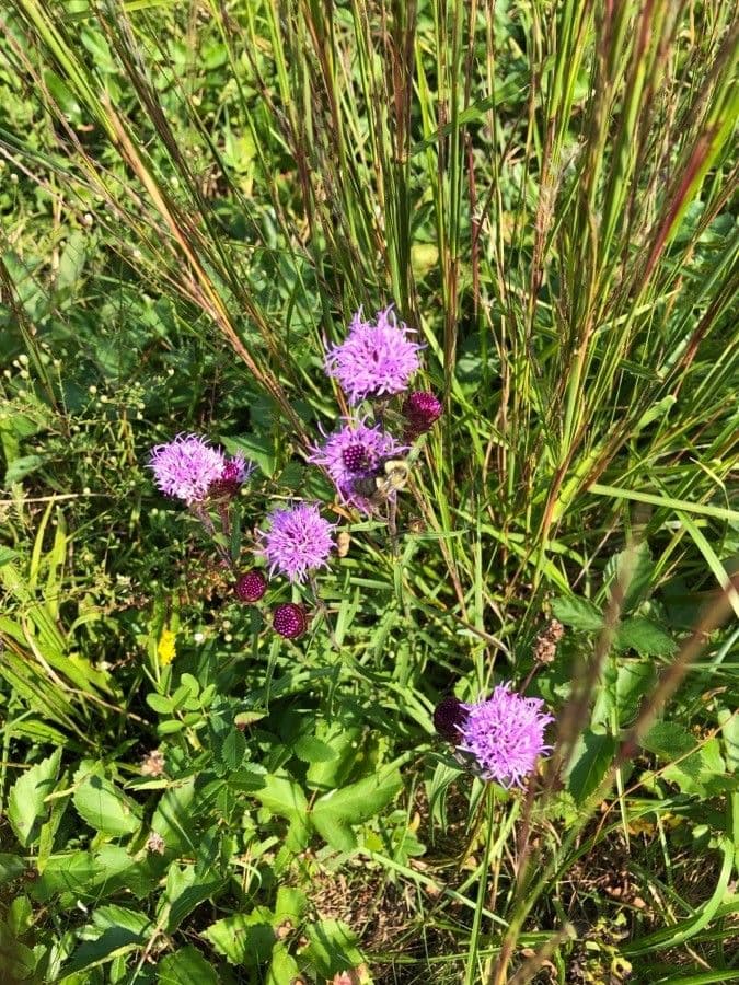 Liatris 7