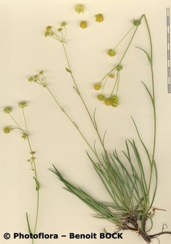 Bupleuro ranuncoloide 23