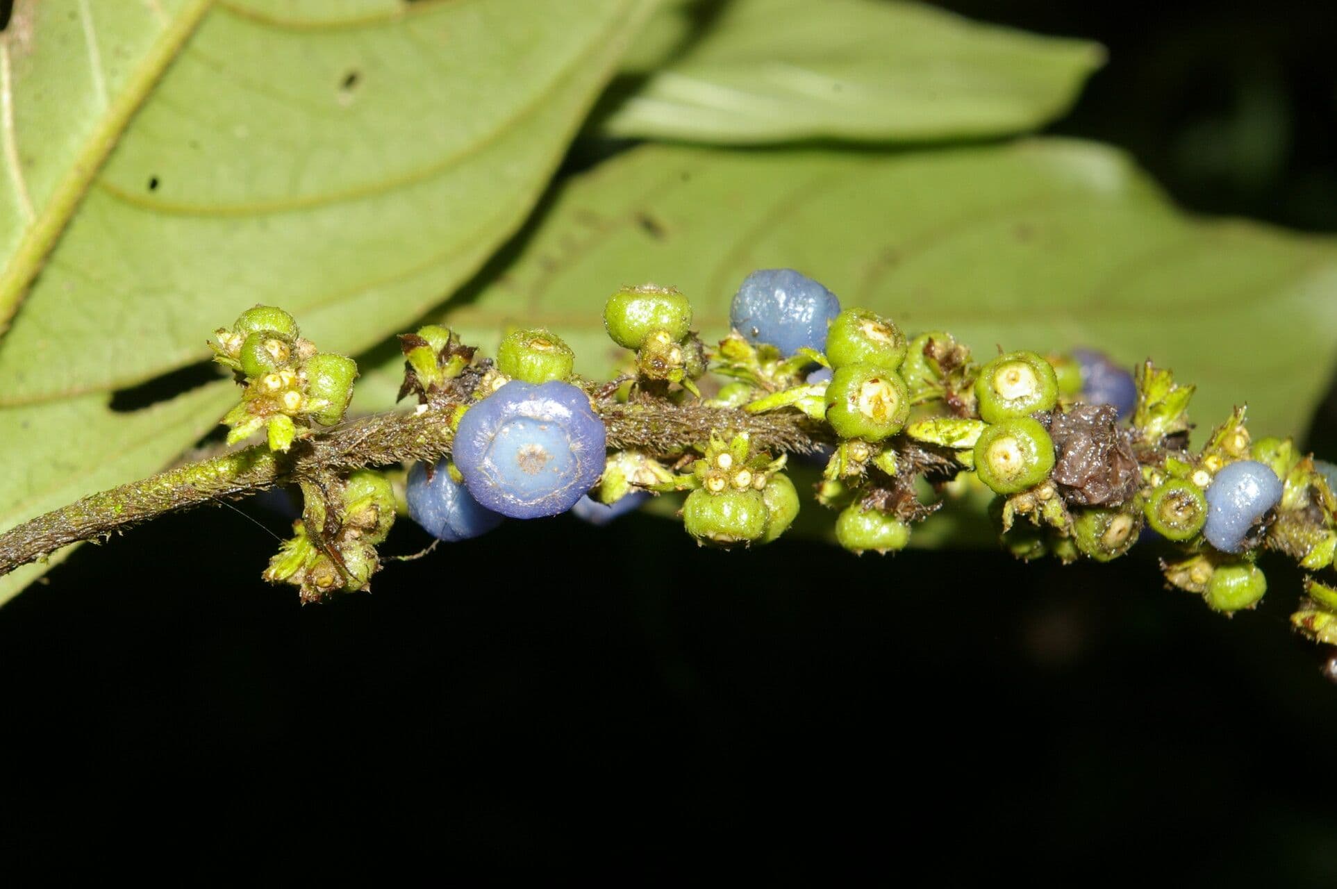 Bertiera 2