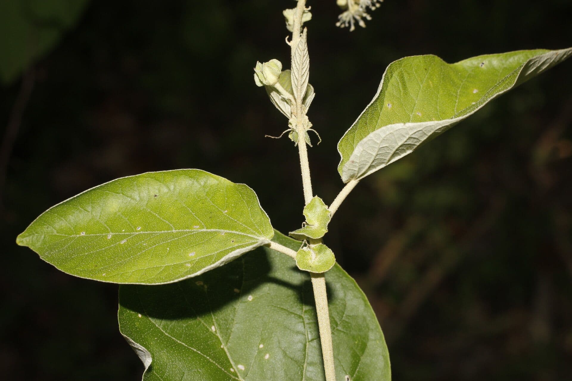 Croton 11