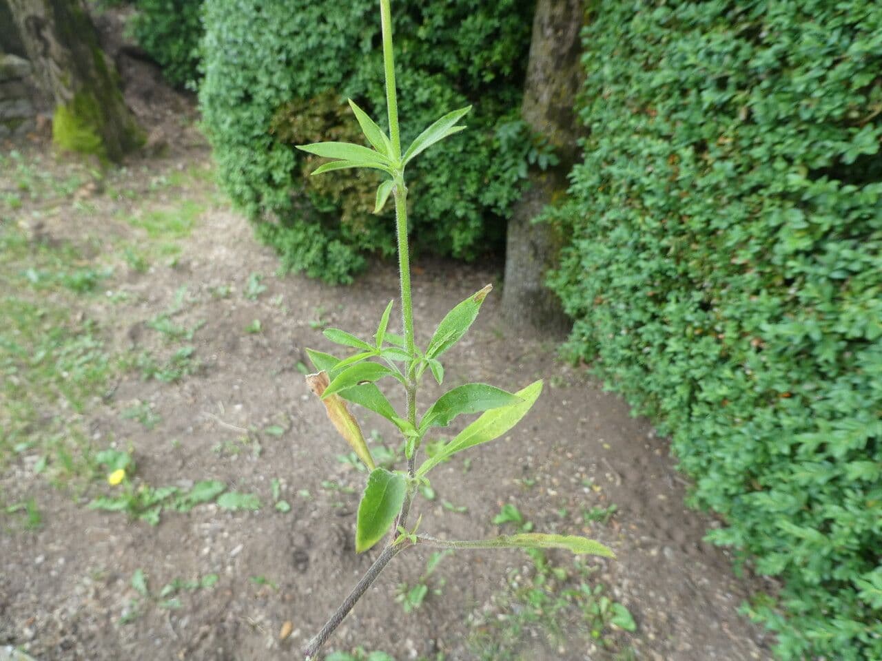 Silene italiana 22