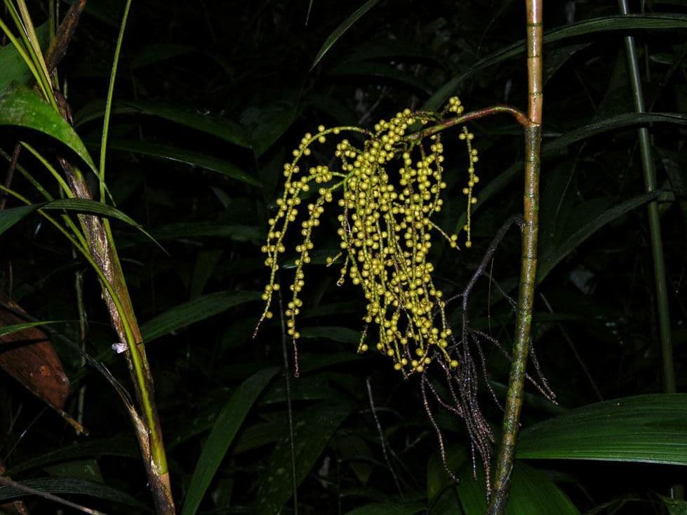 Ubim-Palme 17