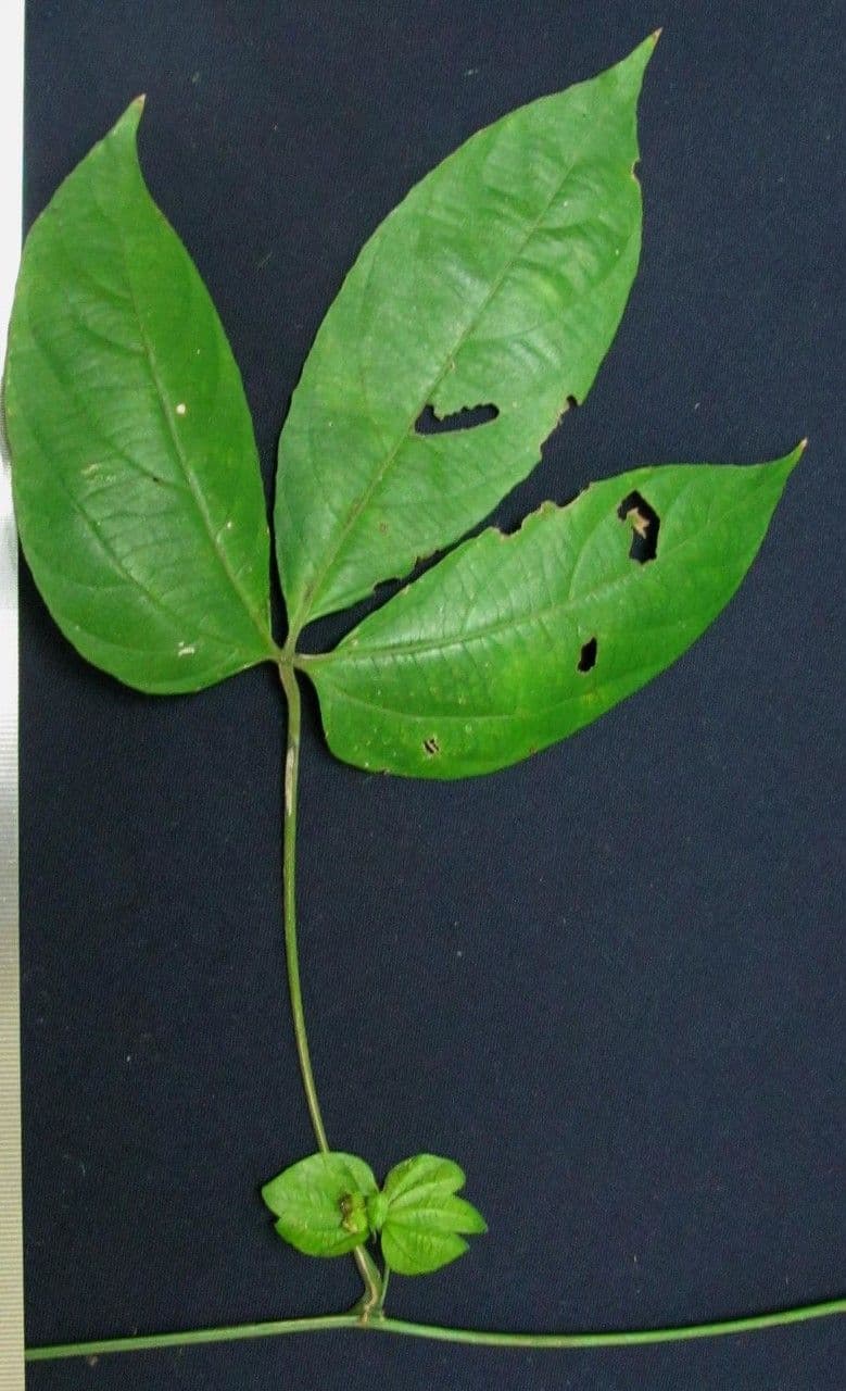 Dalechampia 25