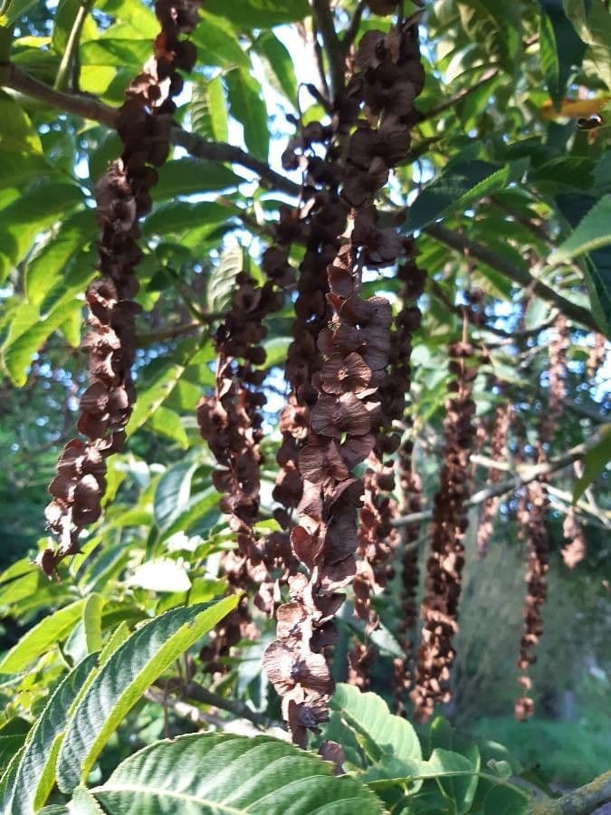 Pterocarya rhoifolia