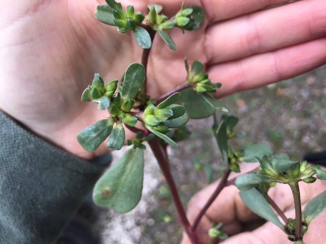 Portulaca 11