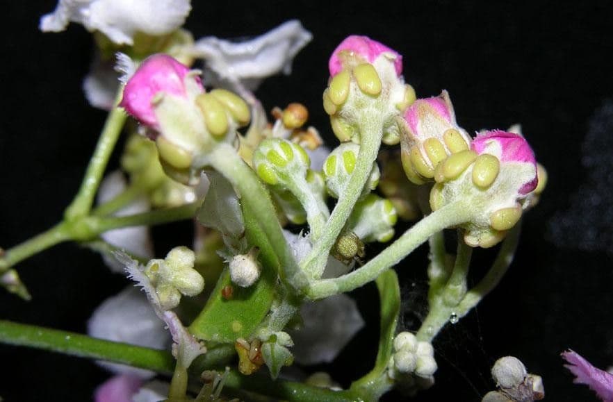 Ayahuasca 20