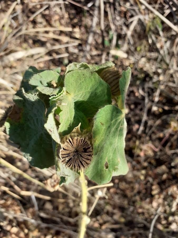 Abutilon 2