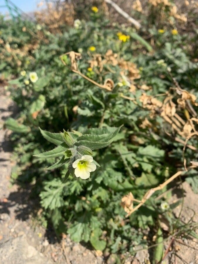 Nonea lutea 11