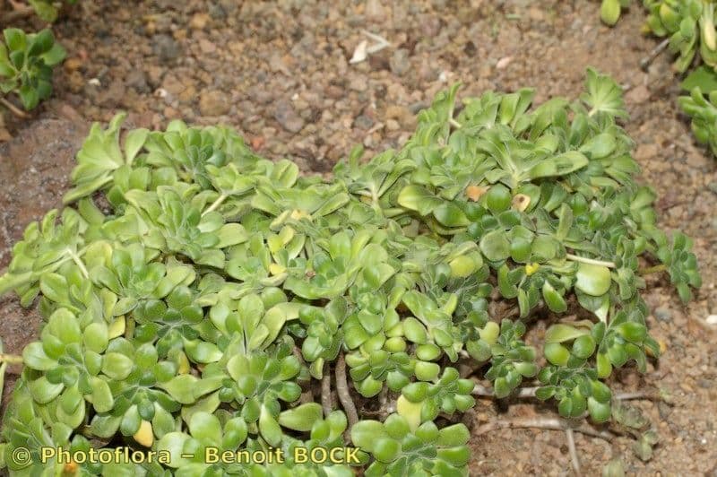 Aeonium lindleyi 7